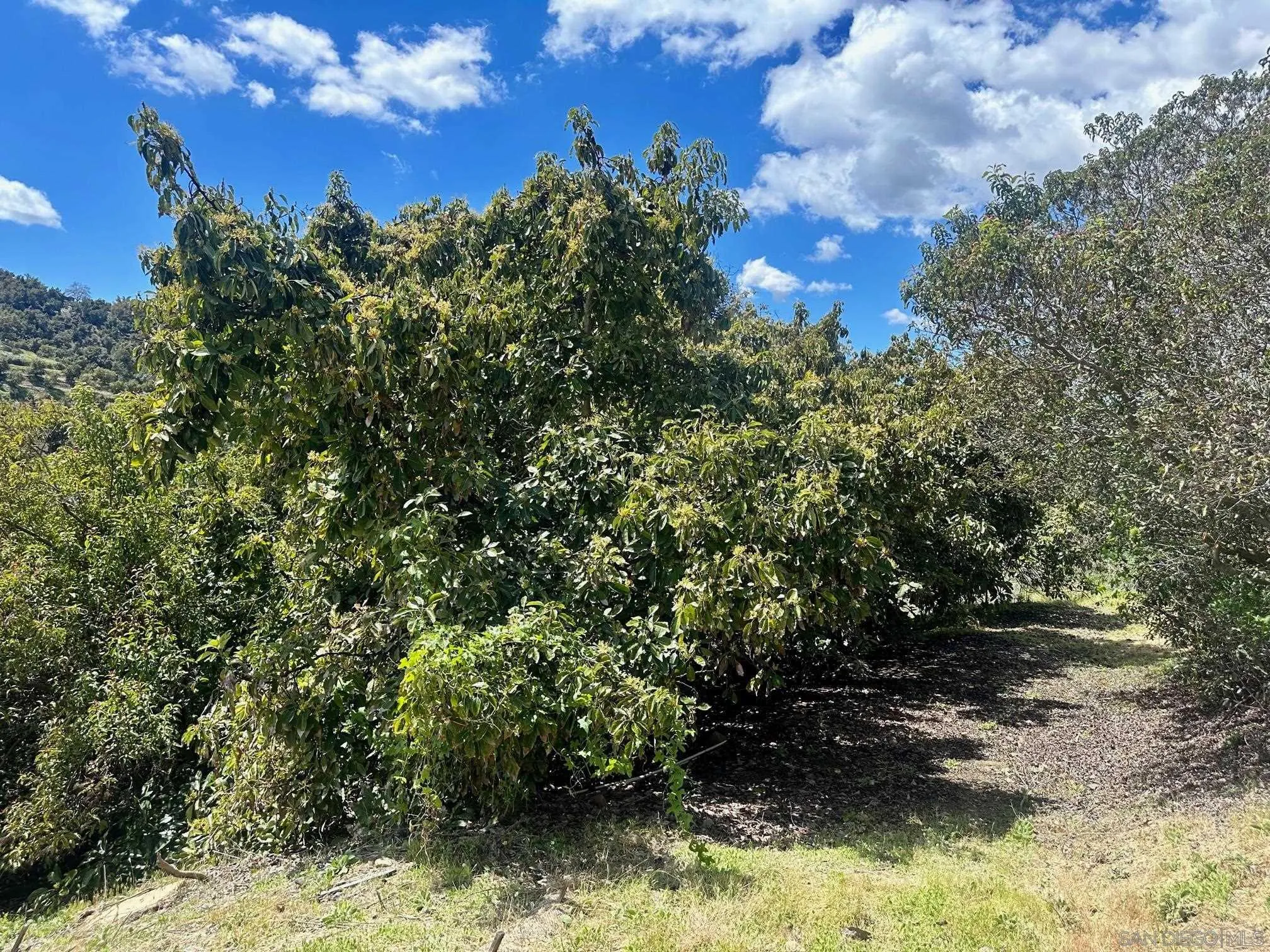 10448 Couser Way Valley Center, CA 92082 - Photo 12 of 17 a view of a yard