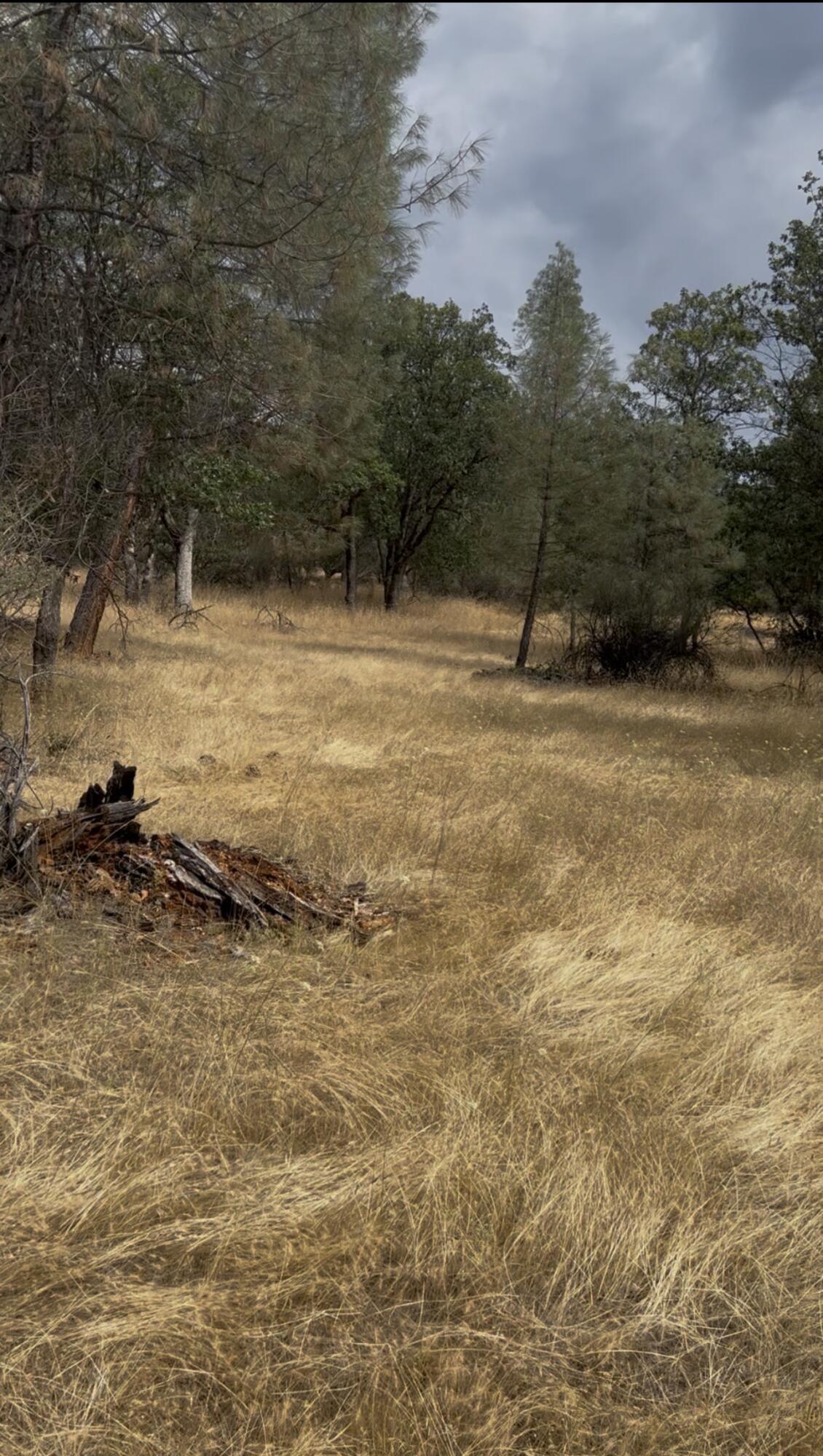 440 Ransom Road Weaverville, CA 96093 - Photo 7 of 25 Gallery Image 7