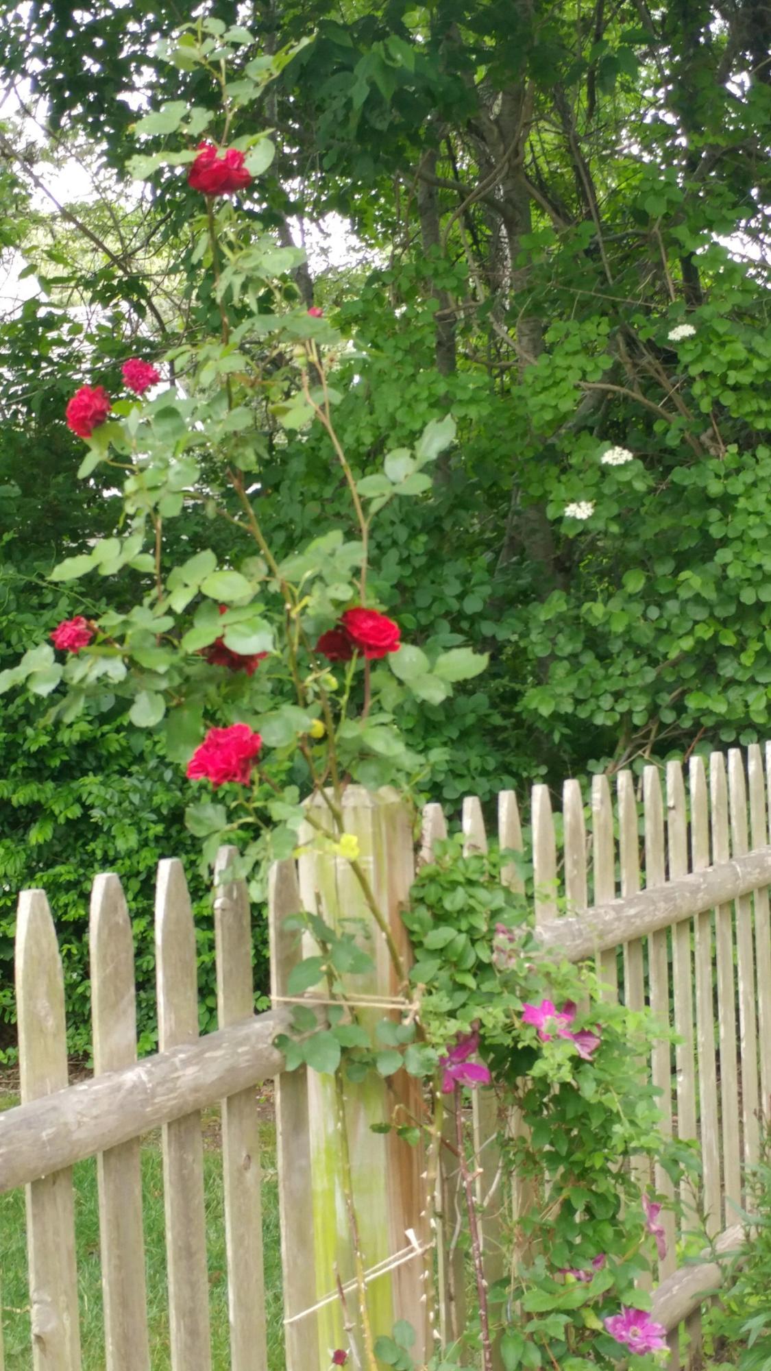 20 Lords Pond Road Chatham, MA 02650 - Photo 28 of 28 In bloom!