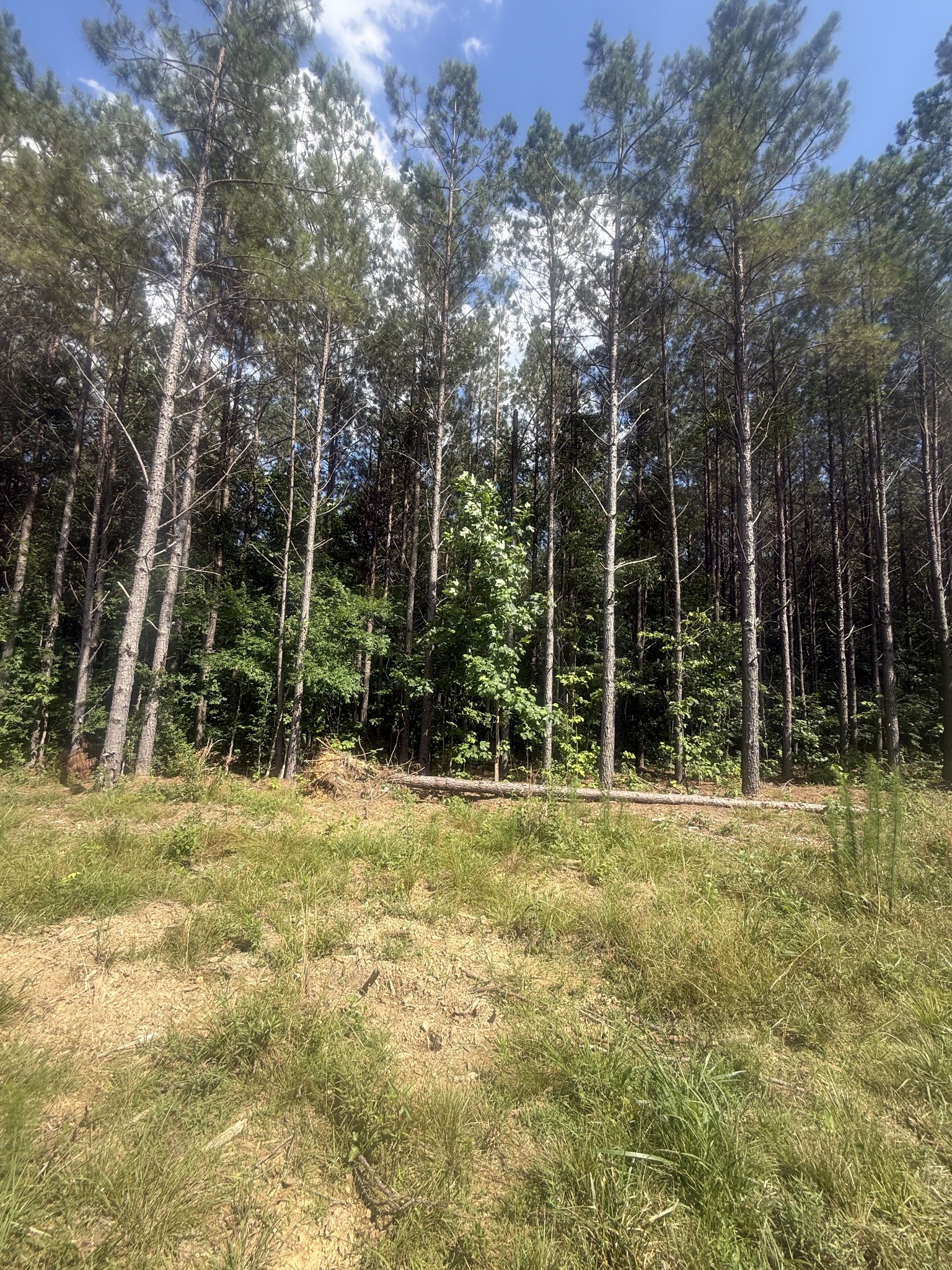 251 Fox Rdg Drive Linden, TN 37096 - Photo 12 of 18