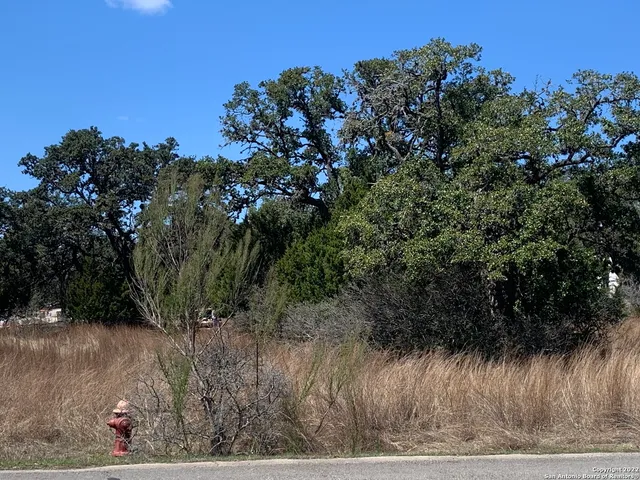 a view of a yard with large trees