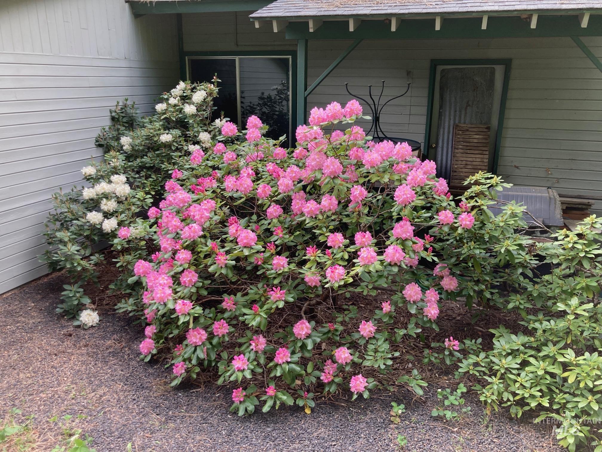 266 Falcon Ridge Road Kooskia, ID 83539 - Photo 30 of 50 Landscaped garden bed featuring vibrant pink and white rhododendrons, dark ground cover, and a gravel pathway