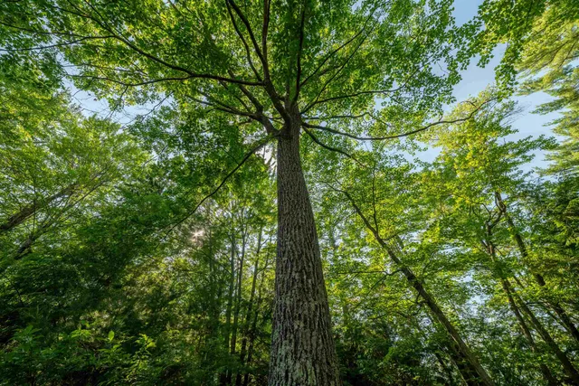 $988,500 | 4239 Forest Point Drive, Rhinelander, WI 54501