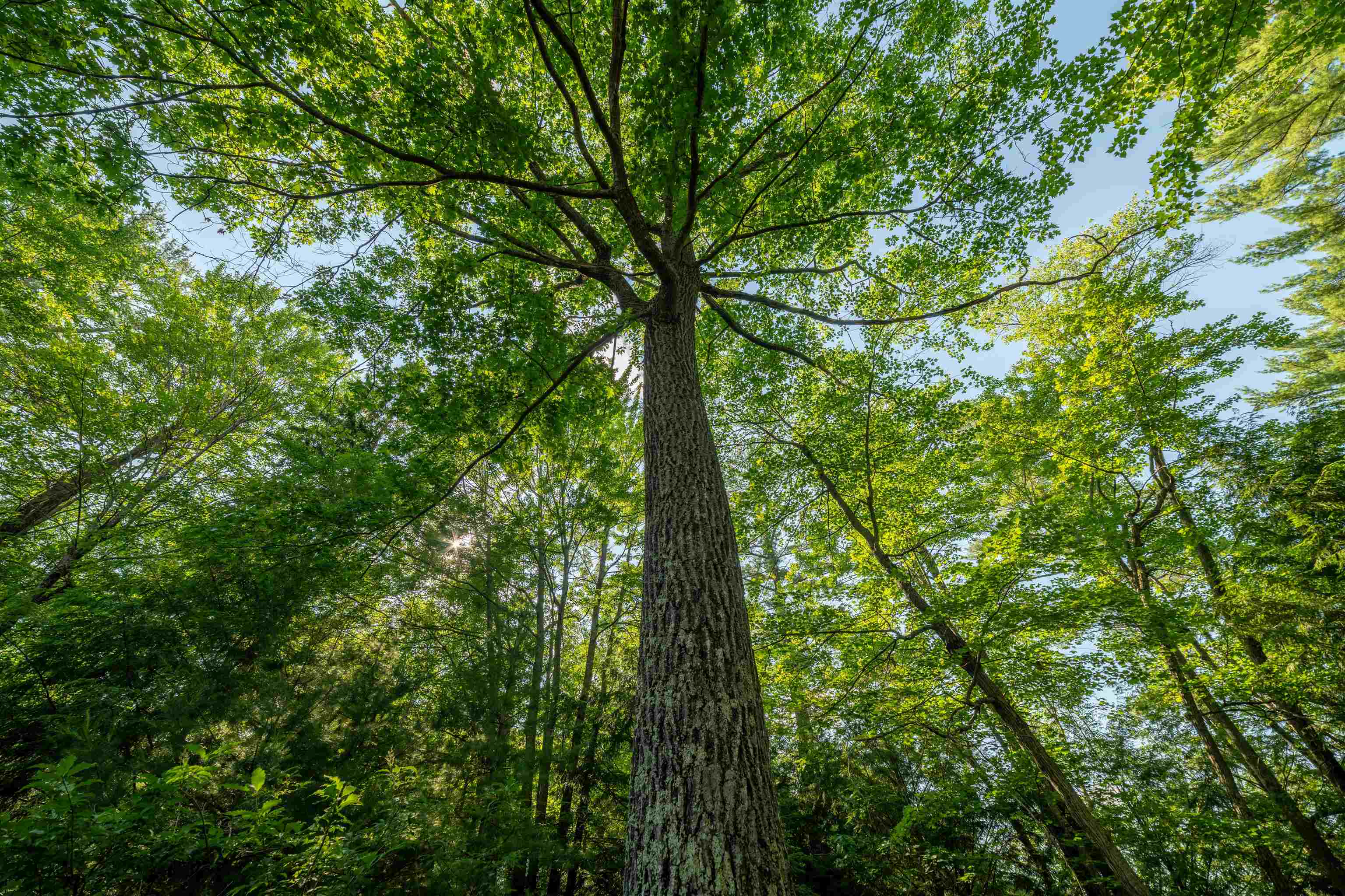 4239 Forest Point Drive Rhinelander, WI 54501 - Photo 43 of 58