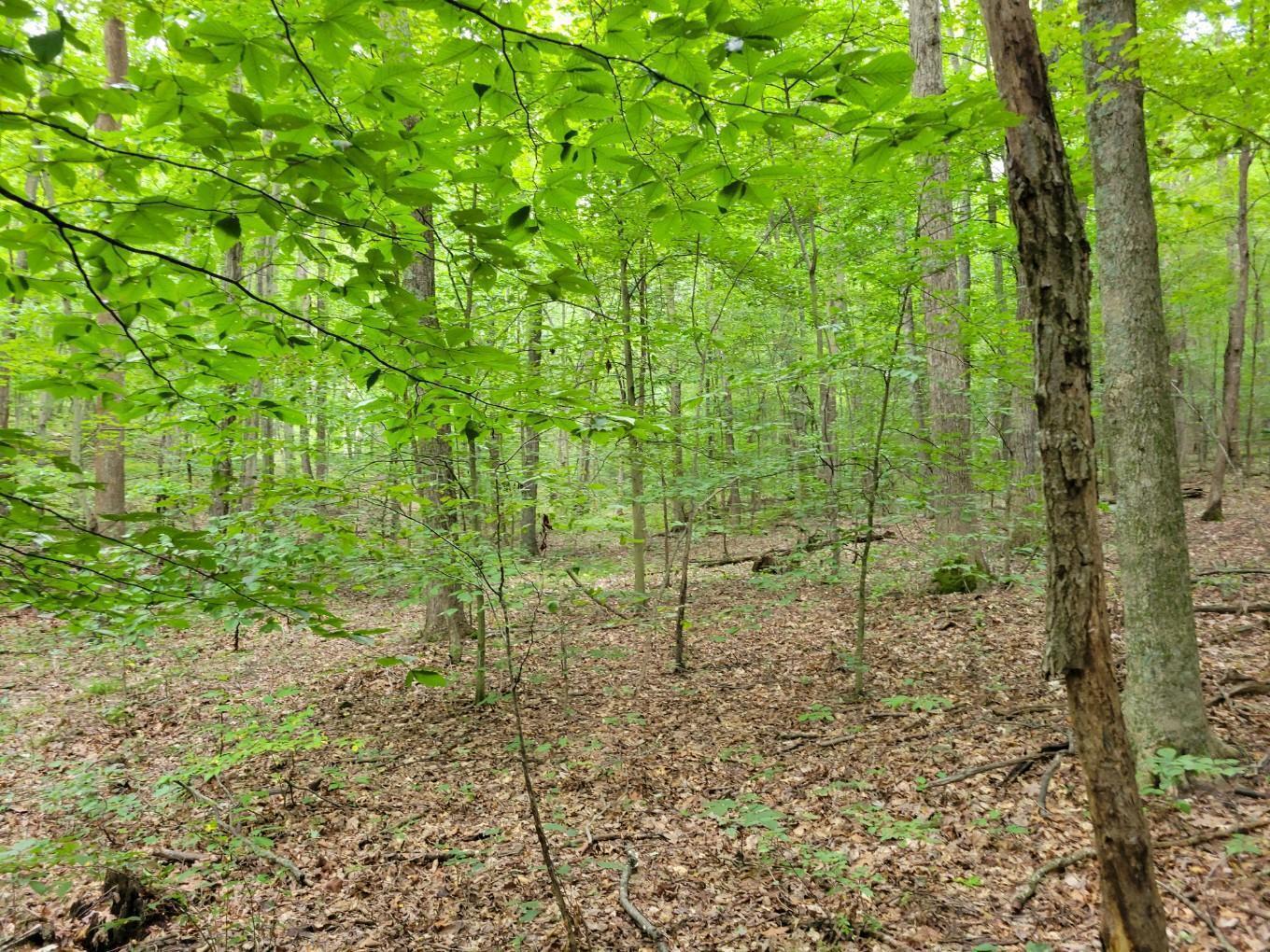 1162 Boswell Run Road Piketon, OH 45661 - Photo 5 of 20 20230812_113351