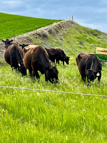 $672,000 | 7302 Long Hollow Road, Colfax, WA 99111