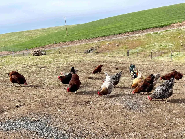 $672,000 | 7302 Long Hollow Road, Colfax, WA 99111