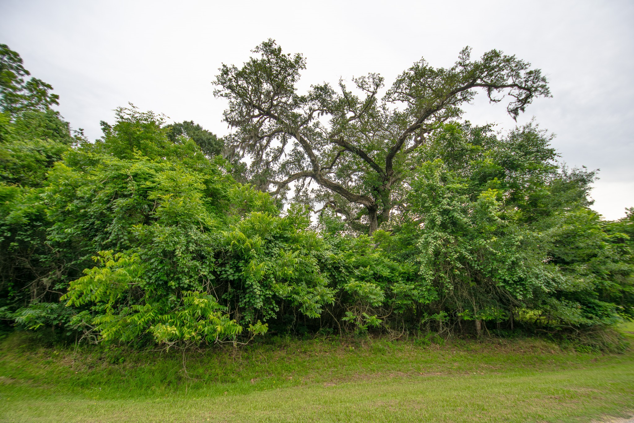1015 West Point Drive Rosharon, TX 77583 - Photo 6 of 8