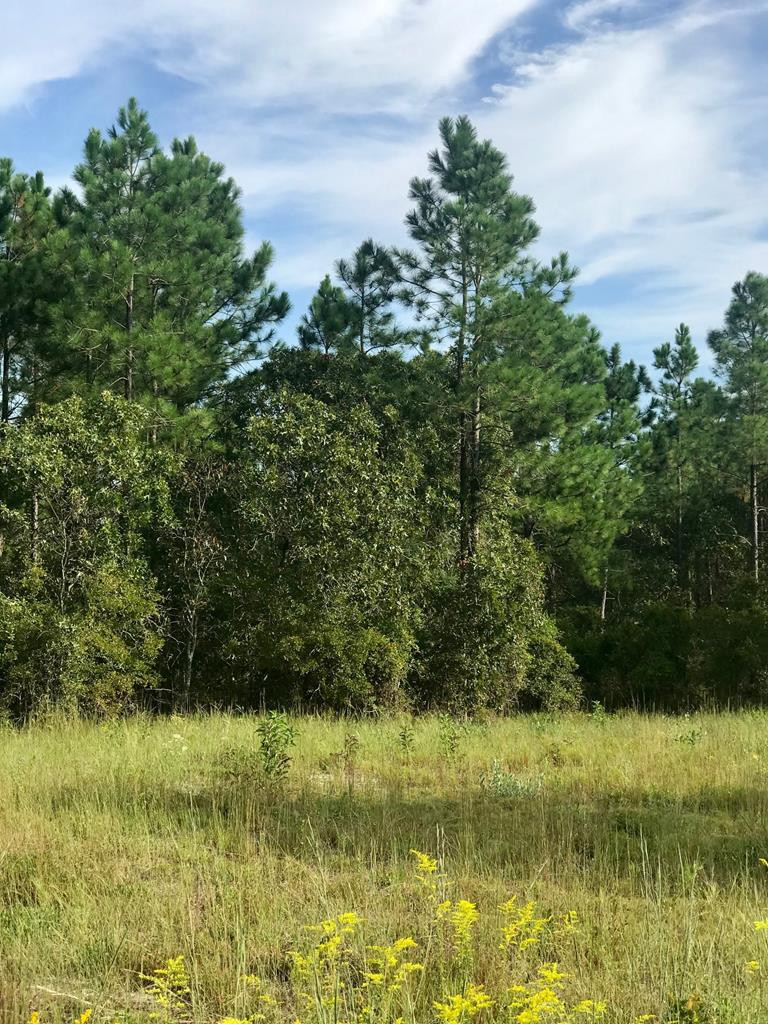 Lot#13-19 Holder Road Batesburg, SC 29006 - Photo 15 of 18