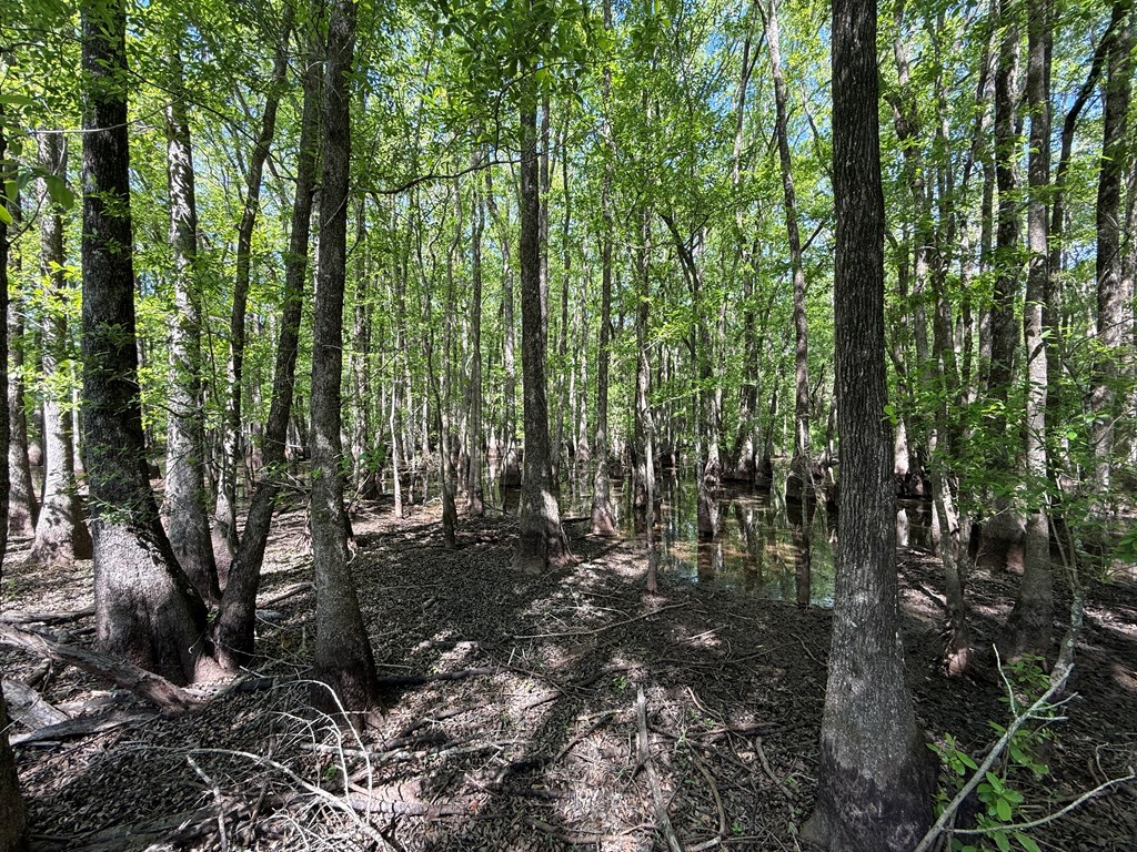 Lot 3 County Road Slocomb, AL 36375 - Photo 18 of 18