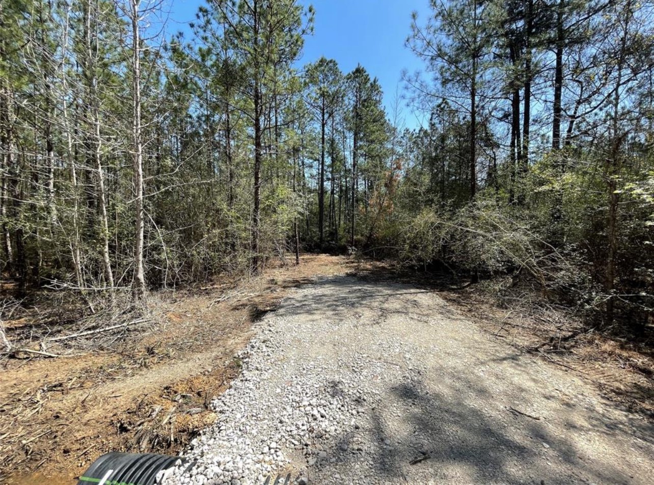 17040 East Williams Road Conroe, TX 77303 - Photo 5 of 9 a view of a forest with trees