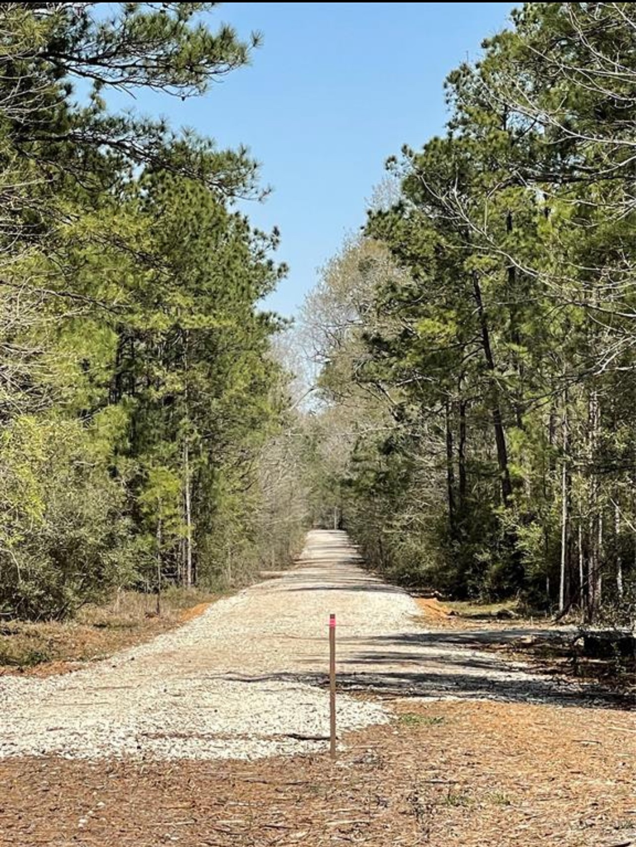 17040 East Williams Road Conroe, TX 77303 - Photo 6 of 9 a view of a yard with large trees