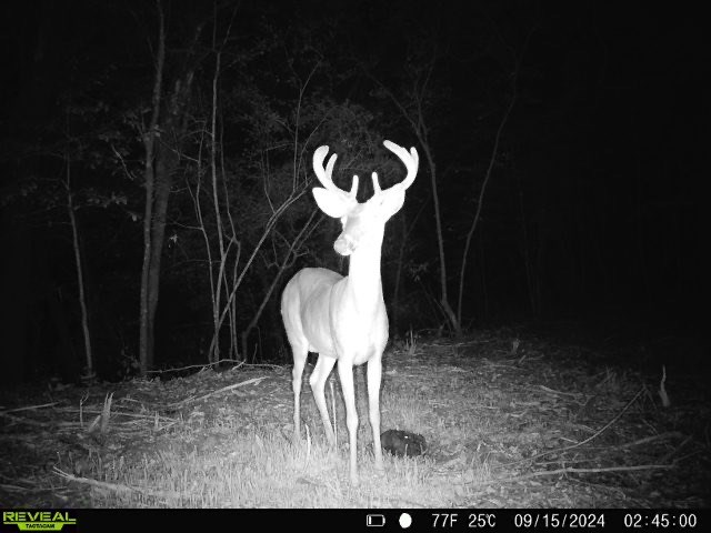 202-acres Columbus Holley Road Samson, AL 36477 - Photo 4 of 50