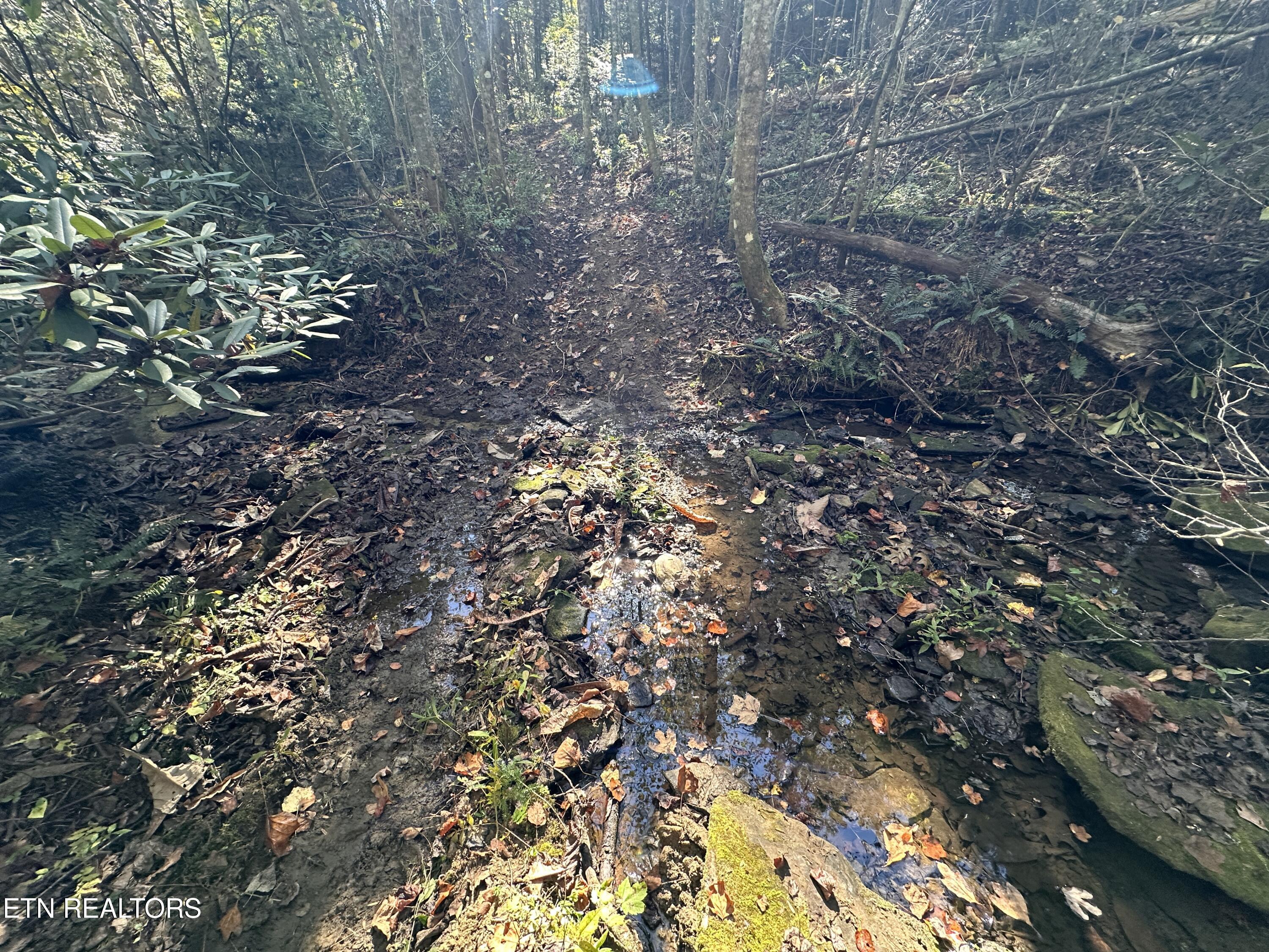 18.6-acres Cave Branch Road Allardt, TN 38504 - Photo 12 of 23 IMG_9752