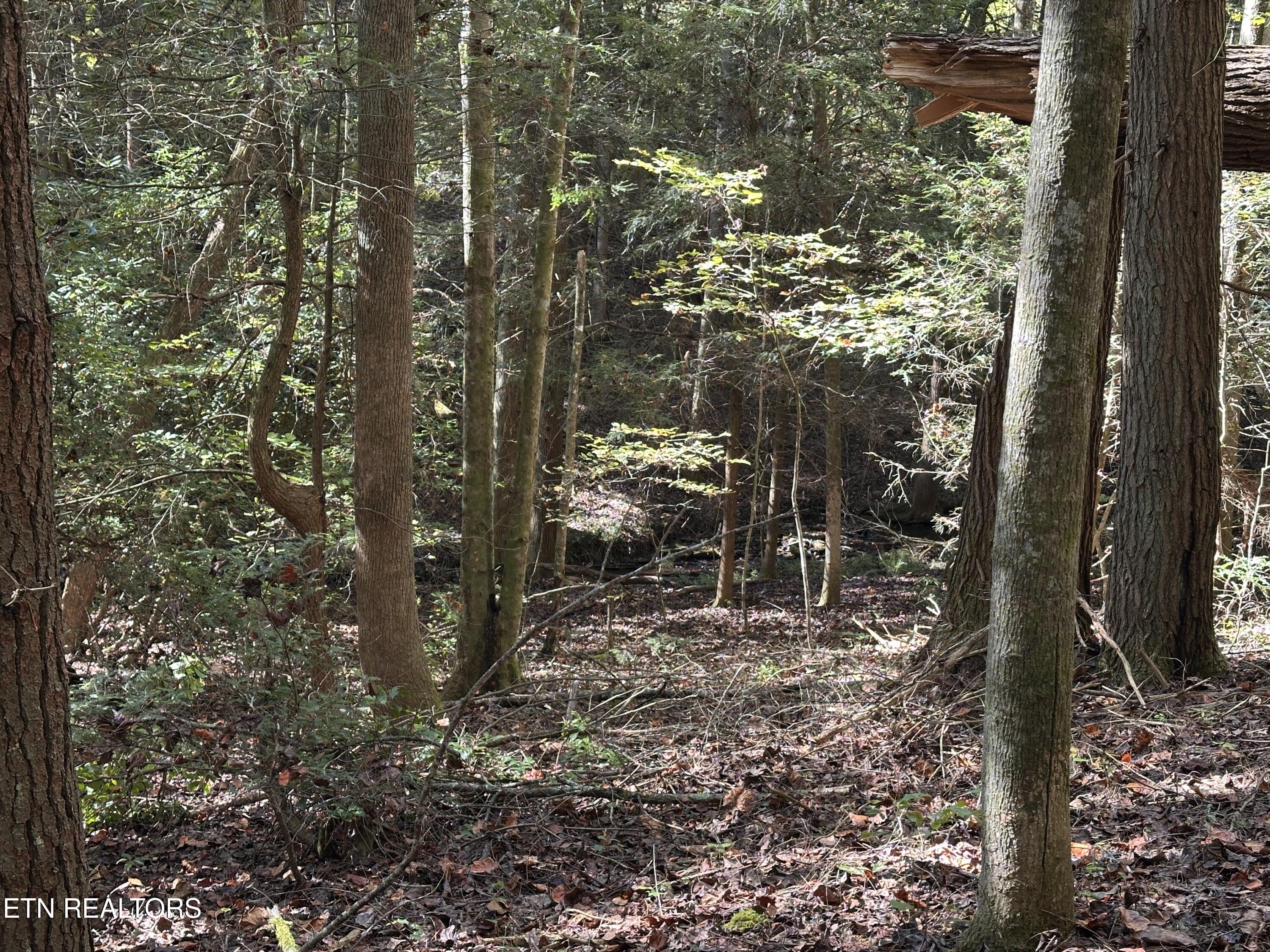 18.6-acres Cave Branch Road Allardt, TN 38504 - Photo 13 of 23 IMG_9751