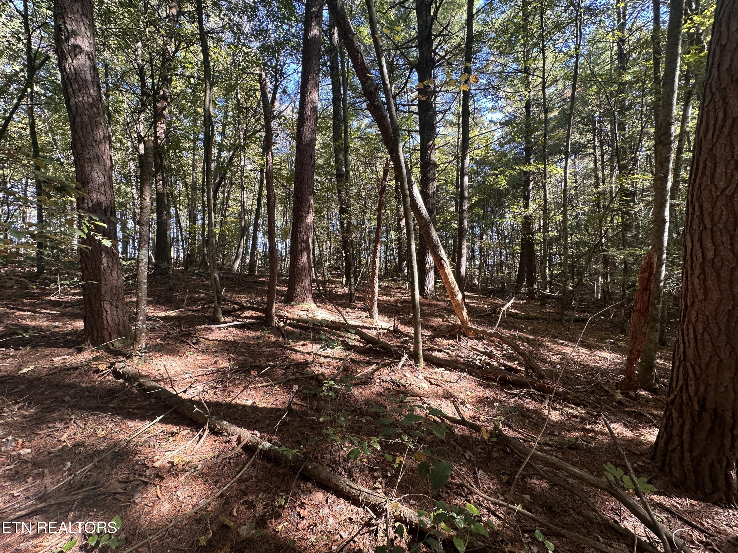 18.6-acres Cave Branch Road Allardt, TN 38504 - Photo 17 of 23 IMG_9742