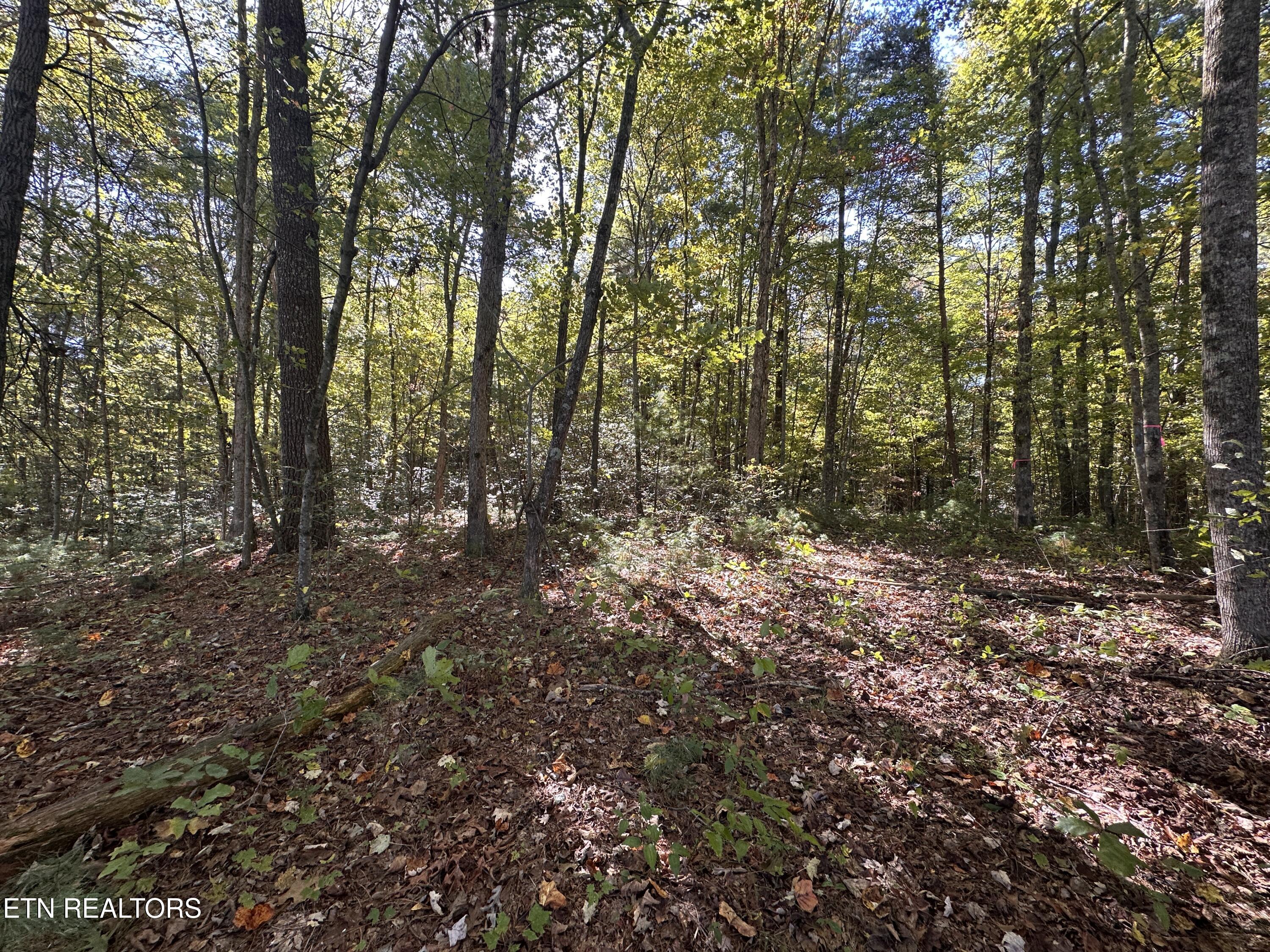 18.6-acres Cave Branch Road Allardt, TN 38504 - Photo 19 of 23 IMG_9740