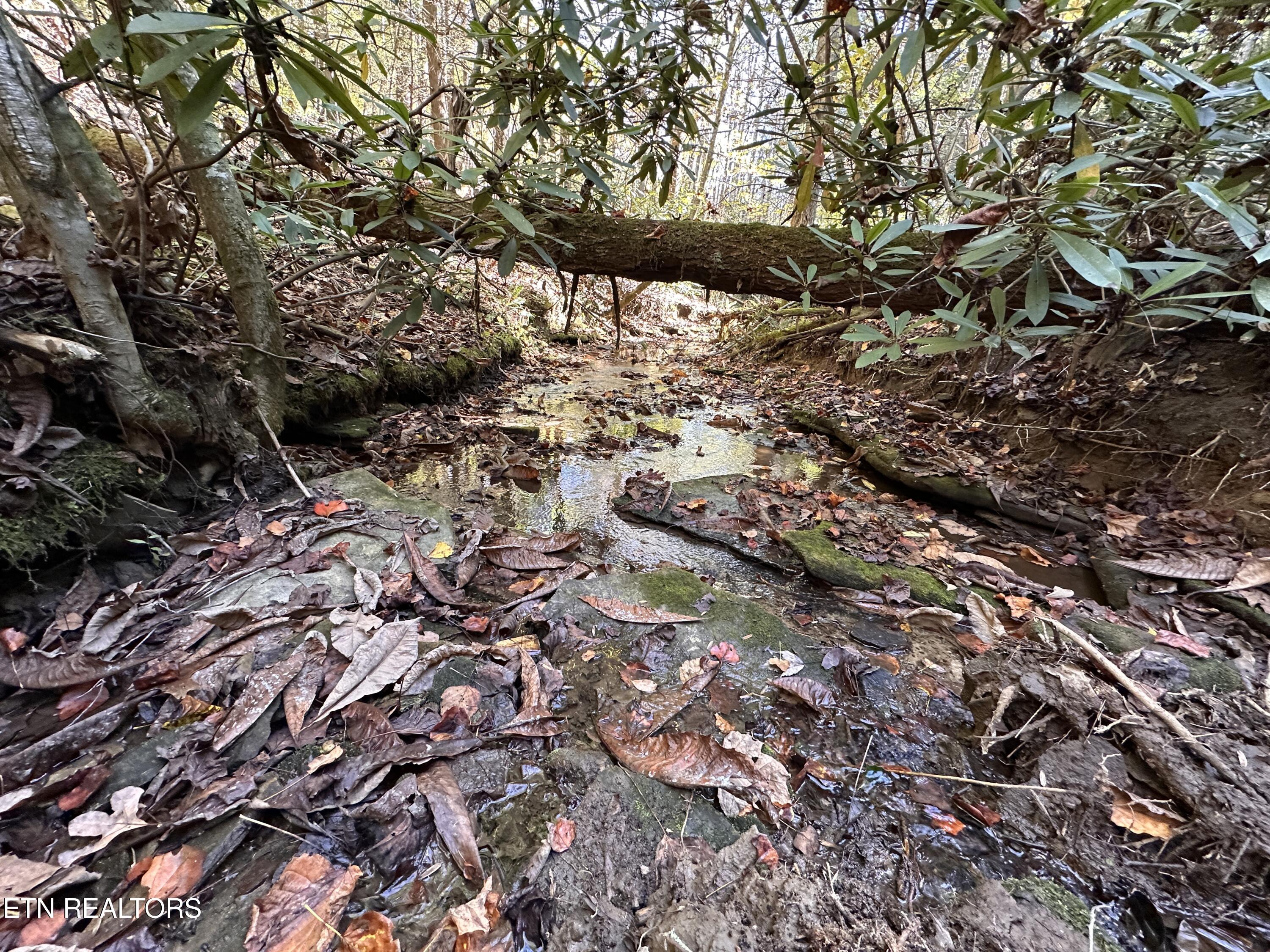 18.6-acres Cave Branch Road Allardt, TN 38504 - Photo 4 of 23 IMG_9755