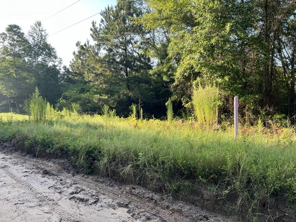 0 Archie Ware Road Trenton, SC 29847 - Photo 1 of 7