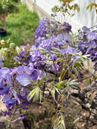 $379,500 | 1425 North Wilson Avenue, Fresno, CA 93728