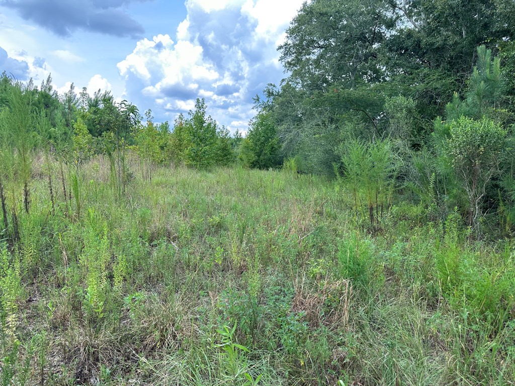 4.6 Old Elba Road Coffee Springs, AL 36318 - Photo 2 of 6