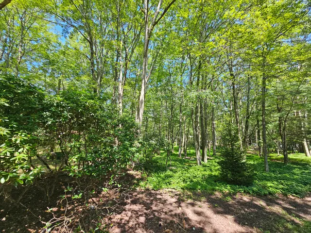 a view of a lush green forest
