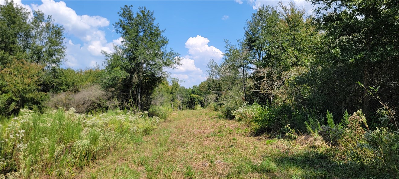 4409 Old Boone Prairie Road Franklin, TX 77856 - Photo 25 of 33 a view of a bunch of trees and bushes
