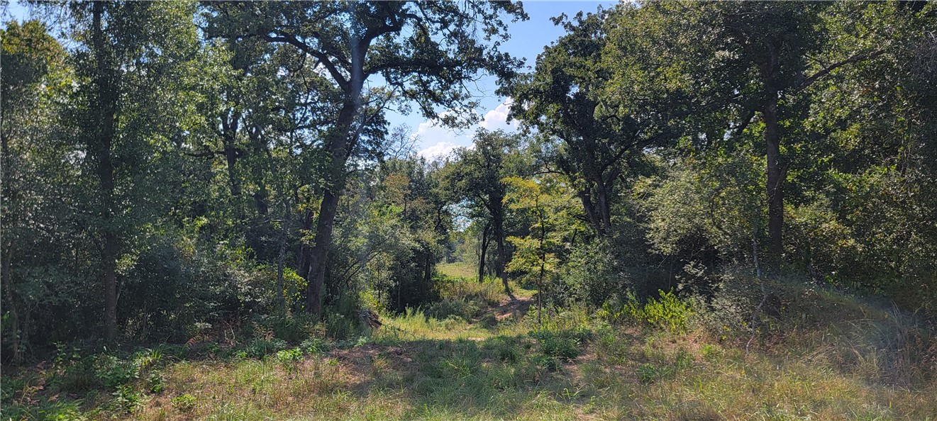 4409 Old Boone Prairie Road Franklin, TX 77856 - Photo 28 of 33 a view of a tree in a yard