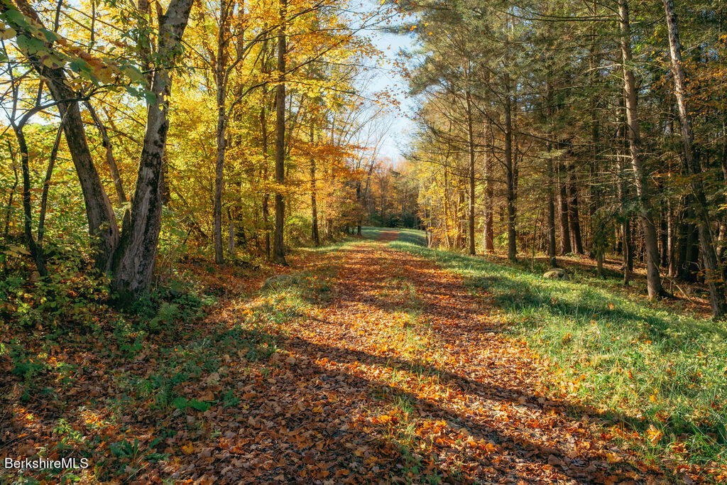 a view of a yard with trees
