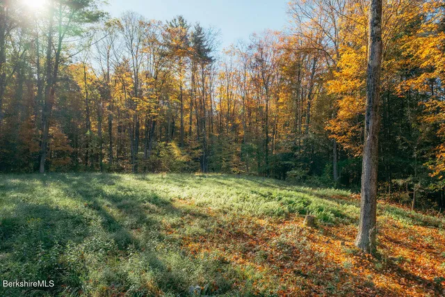 a view of a yard with plants and trees