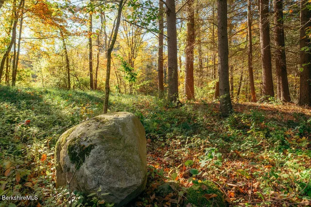 a view of a trees with a yard