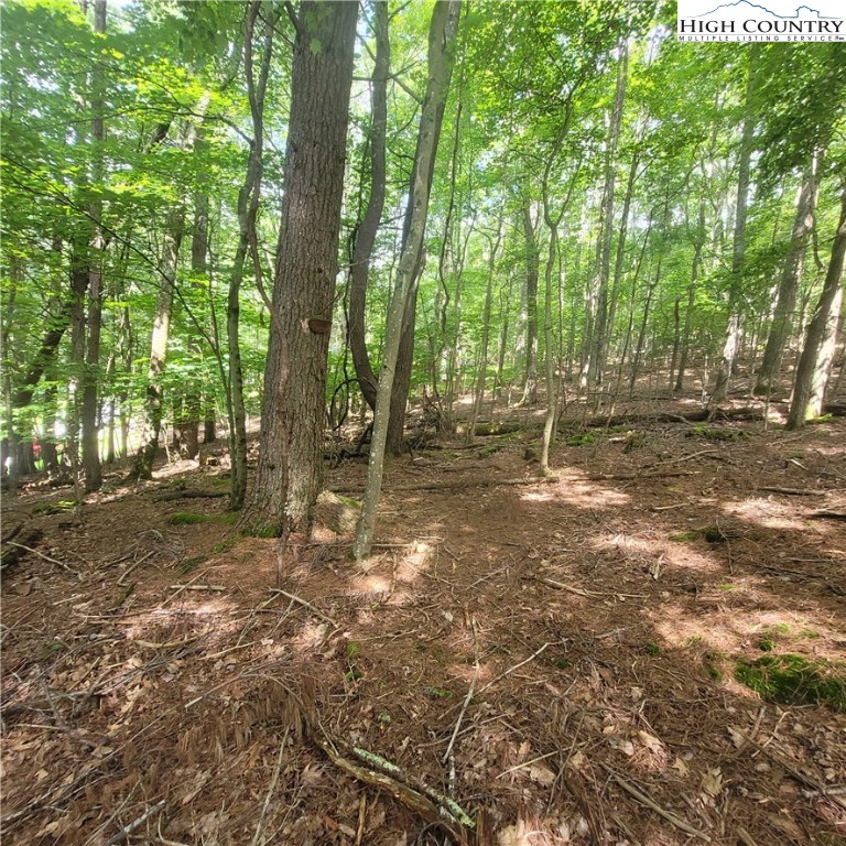 102 Oak Road Beech Mountain, NC 28604 - Photo 5 of 10 a view of a forest with trees