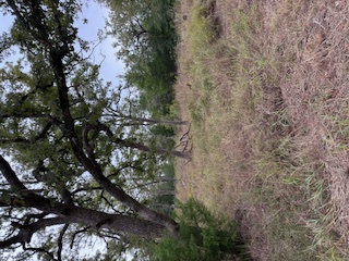 a view of a dry yard with trees