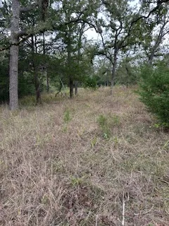 a view of a forest with trees in the background