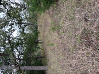 244 Orange Somerville, TX 77879 - Photo 2 of 6 a view of a forest with trees in the background