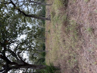 244 Orange Somerville, TX 77879 - Photo 3 of 6 a view of an outdoor space