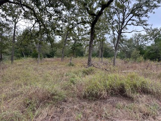 244 Orange Somerville, TX 77879 - Photo 4 of 6 a view of a forest with trees in the background