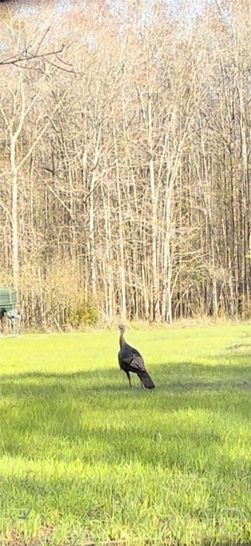 117 Ridgewood Court Vidalia, GA 30474 - Photo 57 of 60 Abundant Wildlife