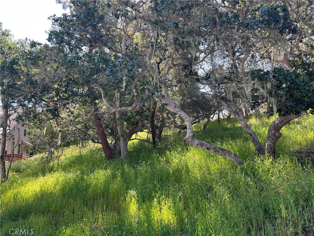 2480 Ross Road Cambria, CA 93428 - Photo 8 of 12