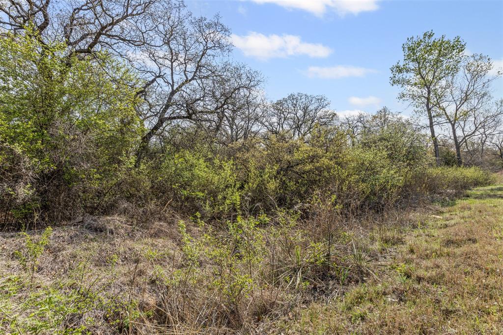 5 County Road 3855 Poolville, TX 76487 - Photo 7 of 16 a view of a yard with large trees