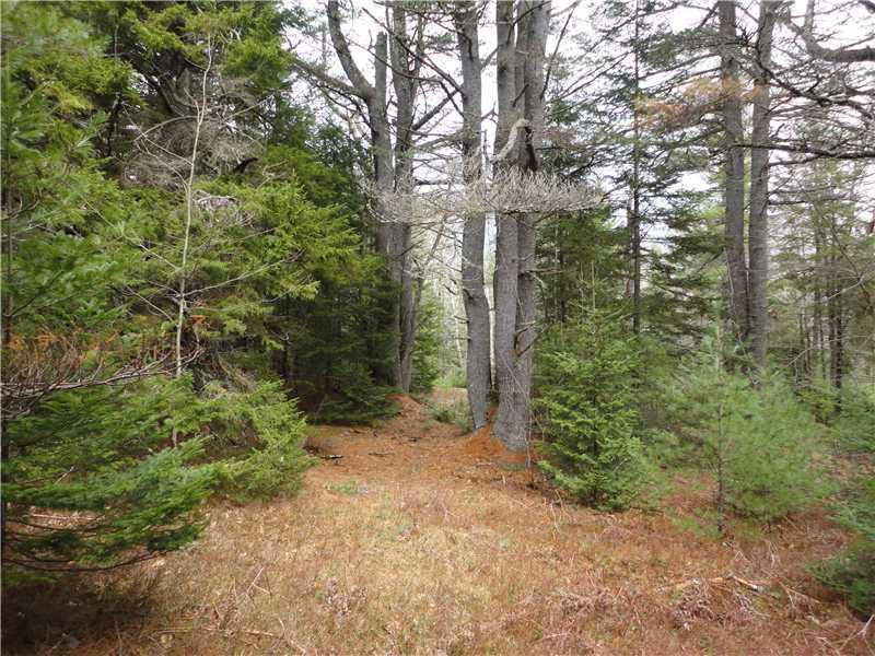 99 Farm Edge Road Sullivan, ME 04664 - Photo 2 of 8 Land/Lot. Large tree growth with a...