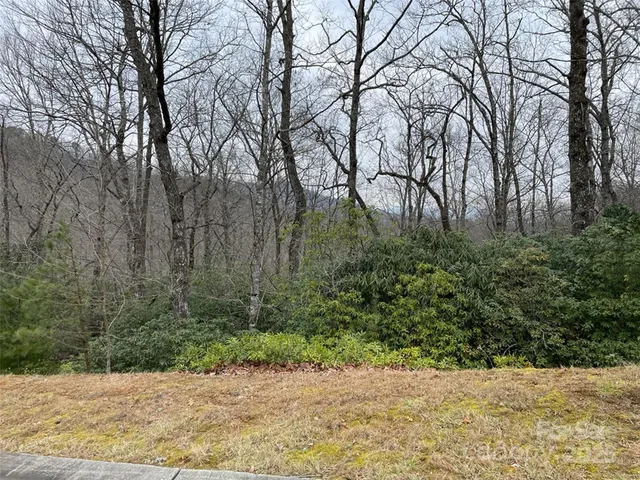 a view of a forest with trees in the background