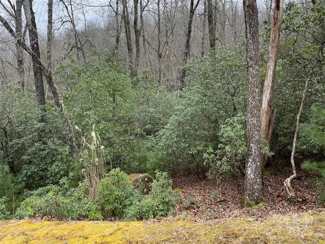 a view of a forest with a tree