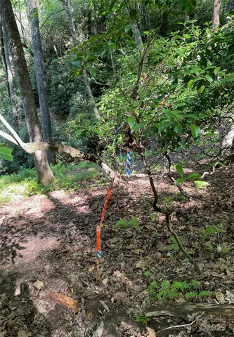 a view of a forest with plants and trees
