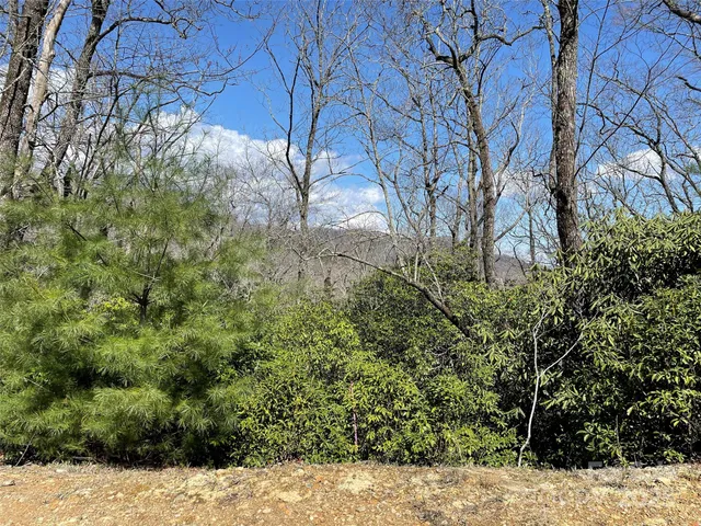 a view of a garden with plants and large trees