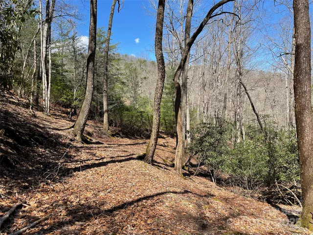 a view of a forest that has a tree