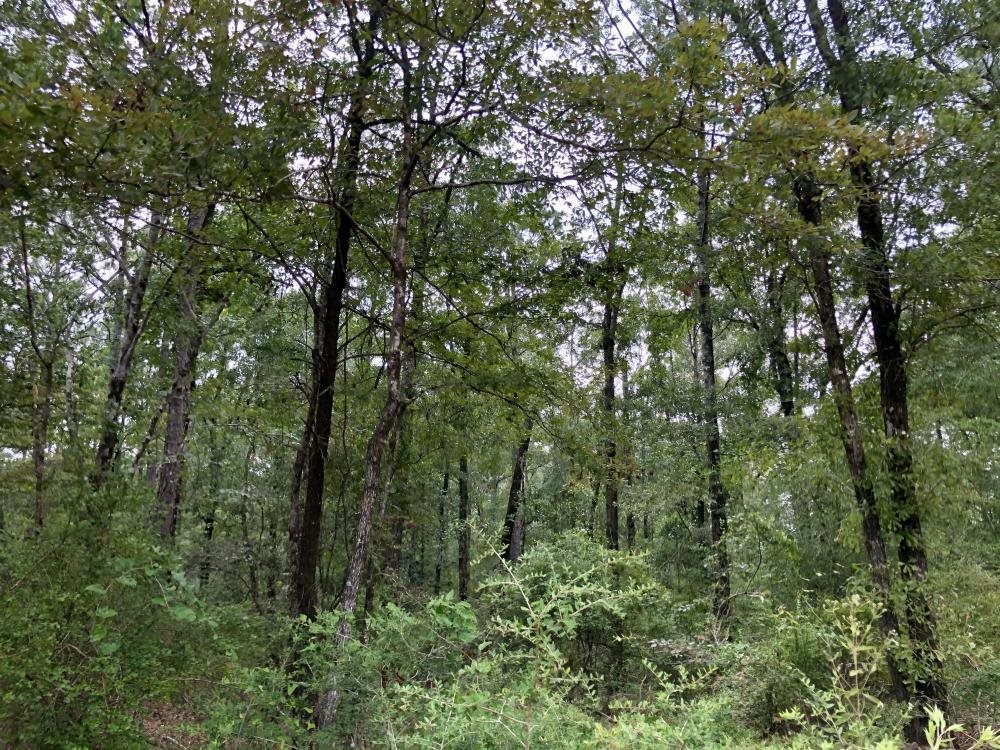 0 Private Road McIntosh, AL 36553 - Photo 10 of 21