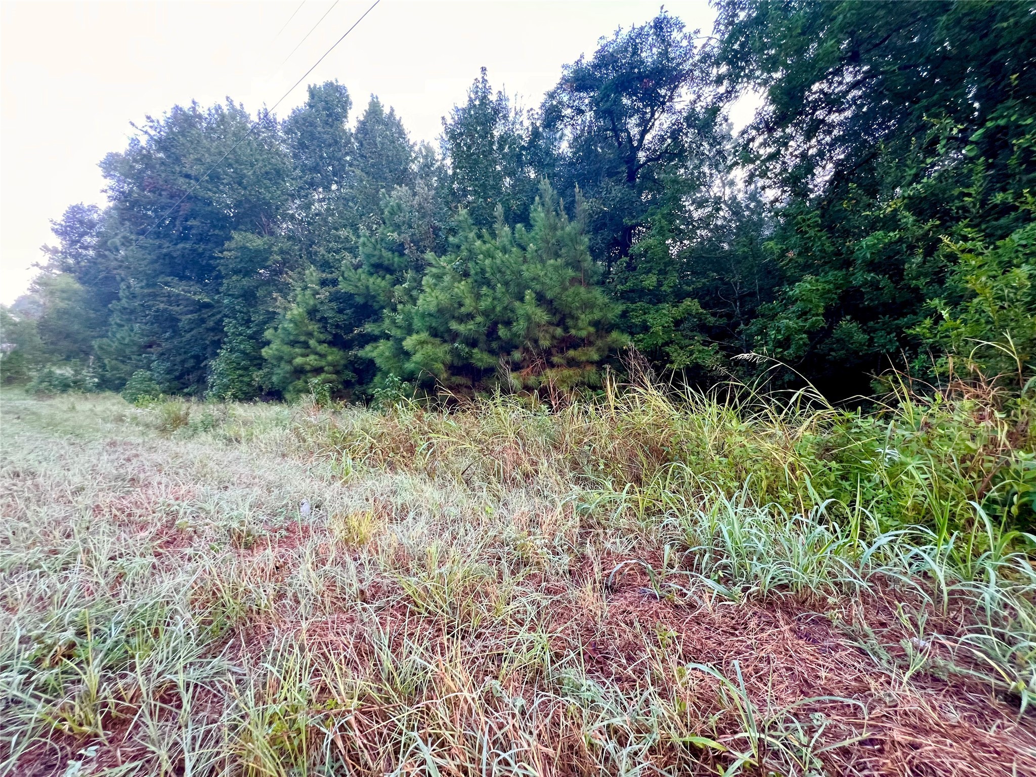 1 Autumn Way Huntsville, TX 77320 - Photo 2 of 9 a view of a lush green forest with large trees