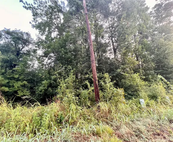 a view of a forest with a tree
