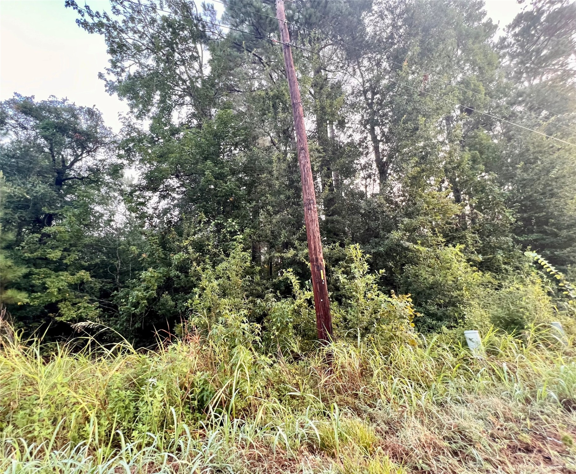 1 Autumn Way Huntsville, TX 77320 - Photo 3 of 9 a view of a forest with a tree